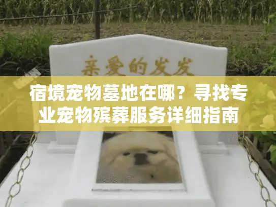 宿境宠物墓地在哪？寻找专业宠物殡葬服务详细指南