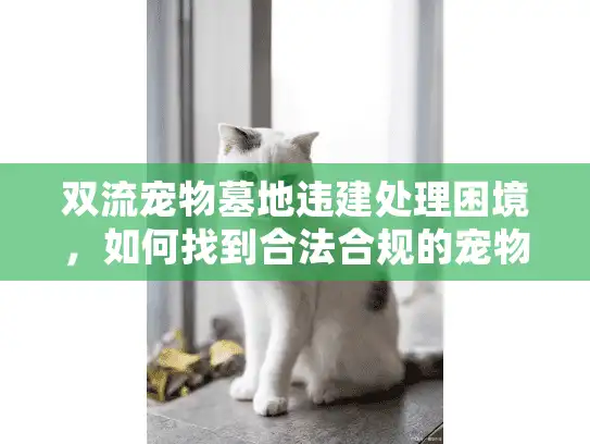 双流宠物墓地违建处理困境，如何找到合法合规的宠物安葬场所？