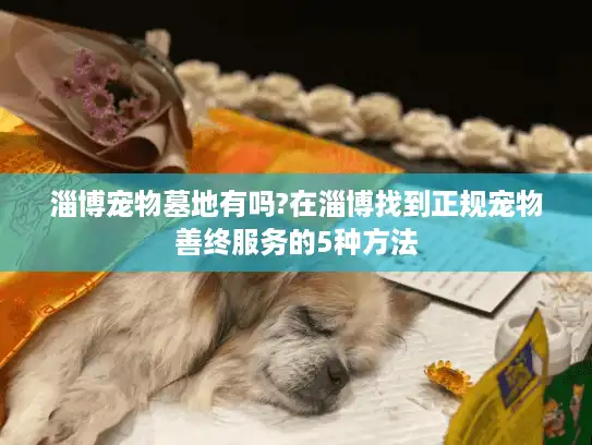 淄博宠物墓地有吗?在淄博找到正规宠物善终服务的5种方法