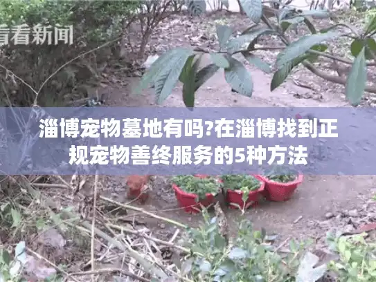 淄博宠物墓地有吗?在淄博找到正规宠物善终服务的5种方法