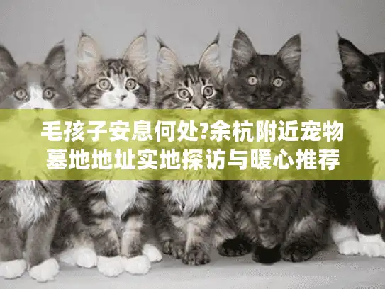 毛孩子安息何处?余杭附近宠物墓地地址实地探访与暖心推荐