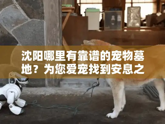 沈阳哪里有靠谱的宠物墓地？为您爱宠找到安息之所