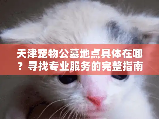 天津宠物公墓地点具体在哪？寻找专业服务的完整指南