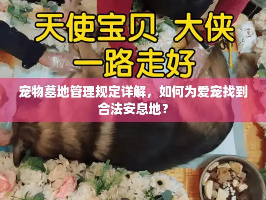 宠物墓地管理规定详解，如何为爱宠找到合法安息地？