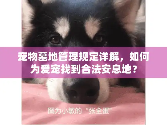 宠物墓地管理规定详解，如何为爱宠找到合法安息地？