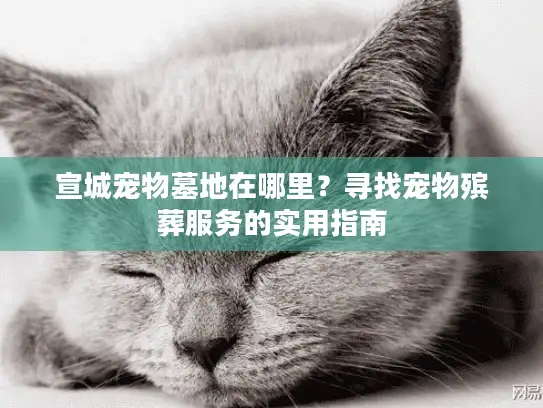 宣城宠物墓地在哪里？寻找宠物殡葬服务的实用指南
