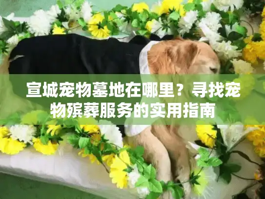 宣城宠物墓地在哪里？寻找宠物殡葬服务的实用指南