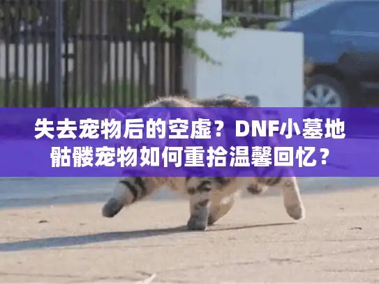 失去宠物后的空虚？DNF小墓地骷髅宠物如何重拾温馨回忆？
