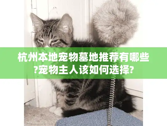 杭州本地宠物墓地推荐有哪些?宠物主人该如何选择?