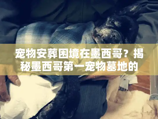 宠物安葬困境在墨西哥？揭秘墨西哥第一宠物墓地的专业安葬服务