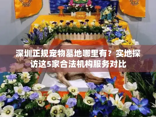 深圳正规宠物墓地哪里有？实地探访这5家合法机构服务对比