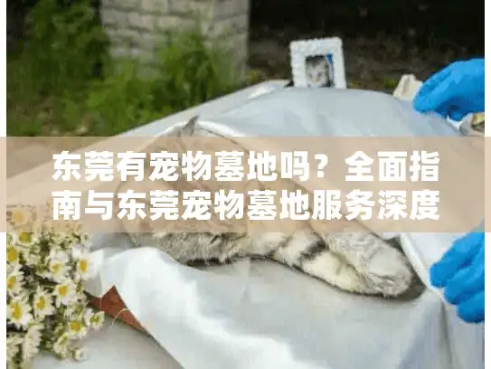 东莞有宠物墓地吗？全面指南与东莞宠物墓地服务深度解析