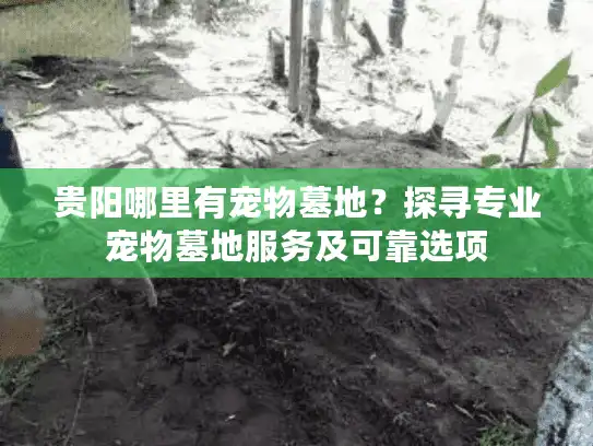 贵阳哪里有宠物墓地？探寻专业宠物墓地服务及可靠选项
