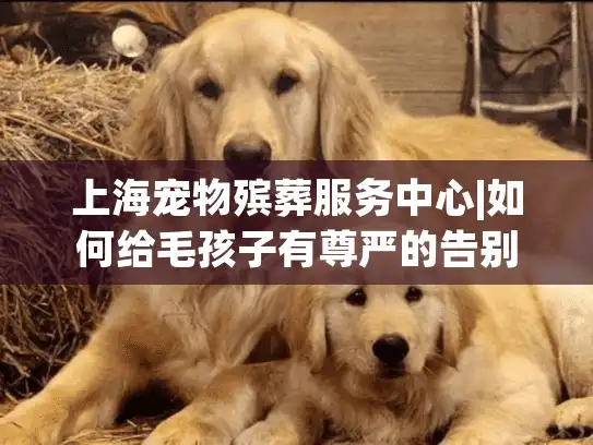 上海宠物殡葬服务中心|如何给毛孩子有尊严的告别？
