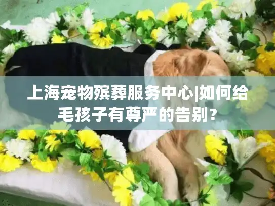 上海宠物殡葬服务中心|如何给毛孩子有尊严的告别？