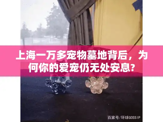 上海一万多宠物墓地背后，为何你的爱宠仍无处安息?