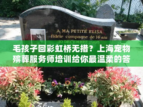毛孩子回彩虹桥无措？上海宠物殡葬服务师培训给你最温柔的答案