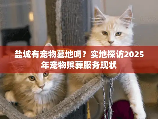 盐城有宠物墓地吗？实地探访2025年宠物殡葬服务现状