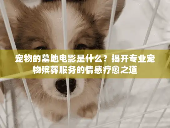 宠物的墓地电影是什么？揭开专业宠物殡葬服务的情感疗愈之道