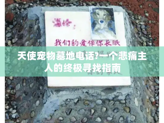 天使宠物墓地电话?一个悲痛主人的终极寻找指南