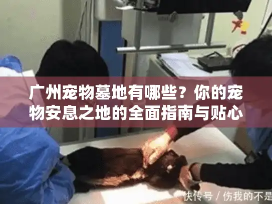 广州宠物墓地有哪些？你的宠物安息之地的全面指南与贴心推荐