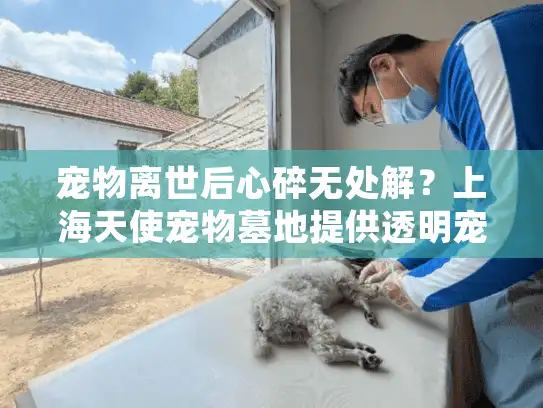 宠物离世后心碎无处解？上海天使宠物墓地提供透明宠物墓地价格服务