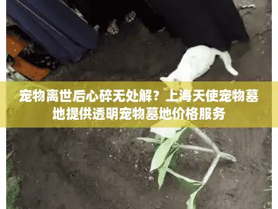 宠物离世后心碎无处解？上海天使宠物墓地提供透明宠物墓地价格服务