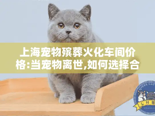 上海宠物殡葬火化车间价格:当宠物离世,如何选择合理又安心的服务?