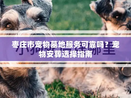 枣庄市宠物墓地服务可靠吗？宠物安葬选择指南