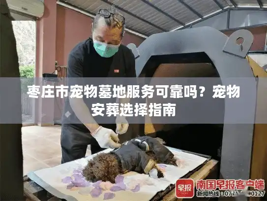 枣庄市宠物墓地服务可靠吗？宠物安葬选择指南