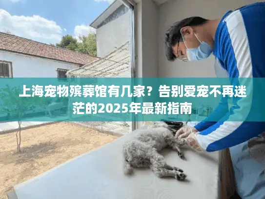 上海宠物殡葬馆有几家？告别爱宠不再迷茫的2025年最新指南