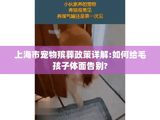 上海市宠物殡葬政策详解:如何给毛孩子体面告别?