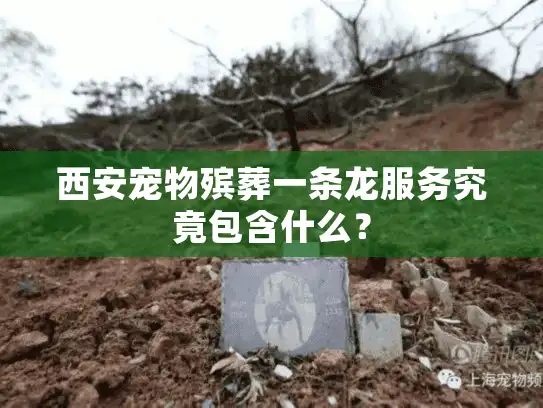 西安宠物殡葬一条龙服务究竟包含什么？