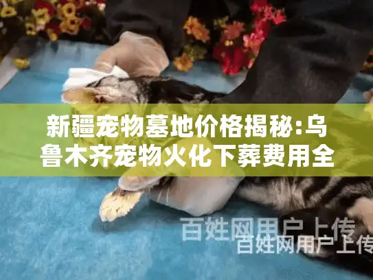 新疆宠物墓地价格揭秘:乌鲁木齐宠物火化下葬费用全知道