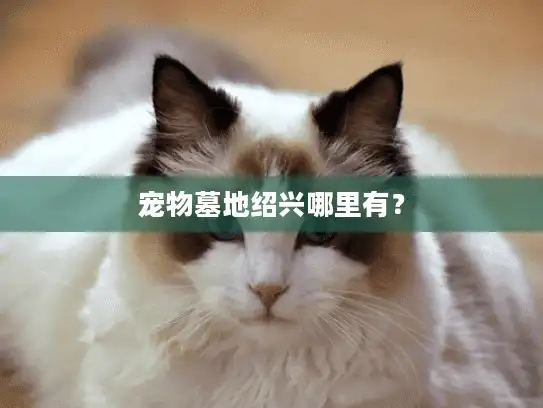 宠物墓地绍兴哪里有？