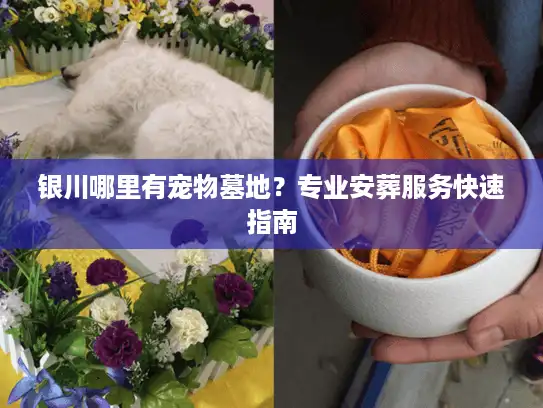 银川哪里有宠物墓地？专业安葬服务快速指南