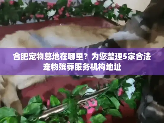合肥宠物墓地在哪里？为您整理5家合法宠物殡葬服务机构地址