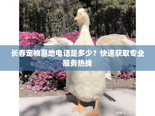 长春宠物墓地电话是多少？快速获取专业服务热线