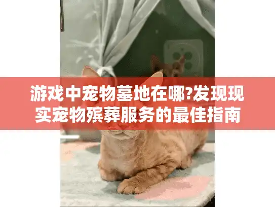 游戏中宠物墓地在哪?发现现实宠物殡葬服务的最佳指南