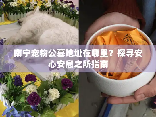 南宁宠物公墓地址在哪里？探寻安心安息之所指南