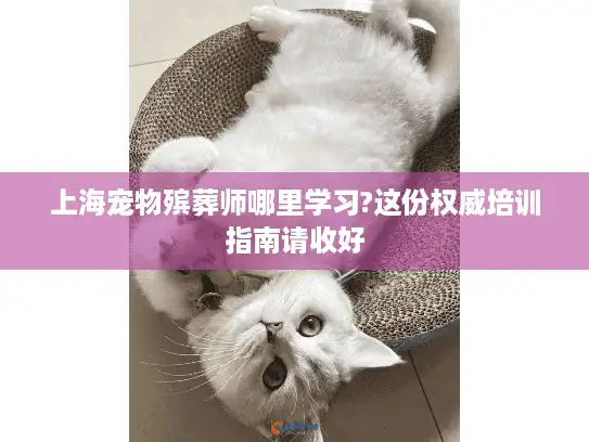 上海宠物殡葬师哪里学习?这份权威培训指南请收好