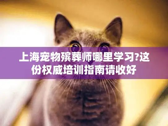 上海宠物殡葬师哪里学习?这份权威培训指南请收好