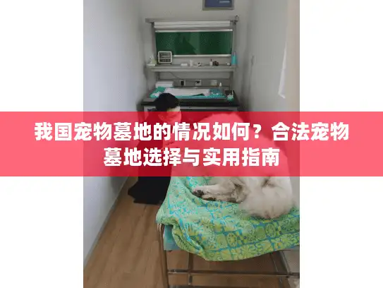 我国宠物墓地的情况如何？合法宠物墓地选择与实用指南