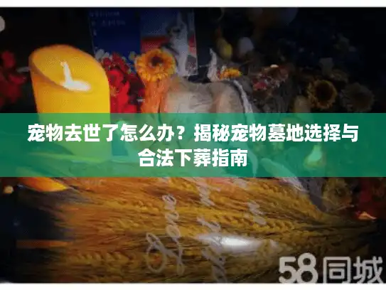 宠物去世了怎么办？揭秘宠物墓地选择与合法下葬指南