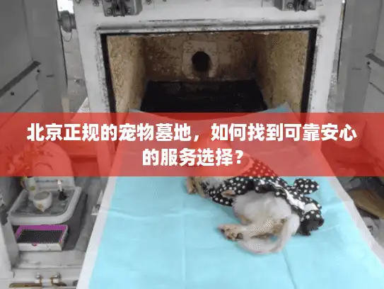 北京正规的宠物墓地，如何找到可靠安心的服务选择？