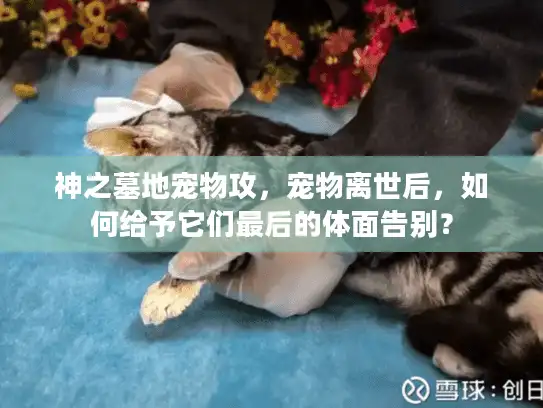 神之墓地宠物攻，宠物离世后，如何给予它们最后的体面告别？
