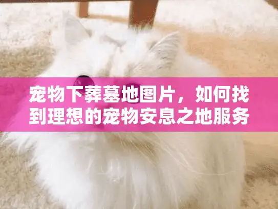 宠物下葬墓地图片，如何找到理想的宠物安息之地服务？