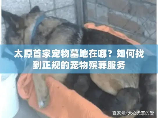 太原首家宠物墓地在哪？如何找到正规的宠物殡葬服务
