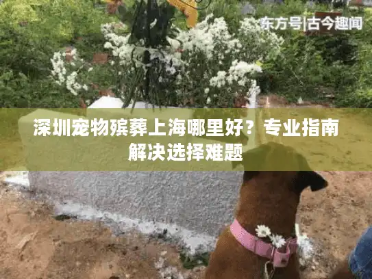 深圳宠物殡葬上海哪里好？专业指南解决选择难题