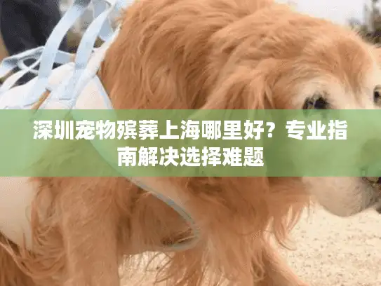 深圳宠物殡葬上海哪里好？专业指南解决选择难题